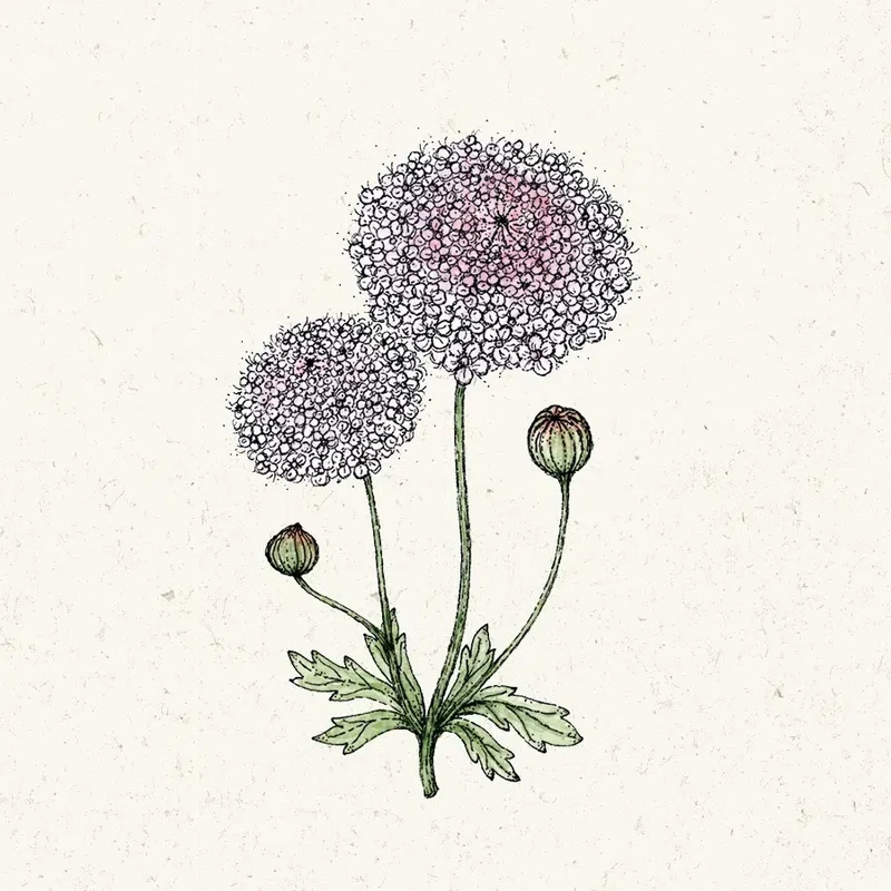 Blumensamen - Didiscus caeruleus 'Lace Pink' (Blaudolde)