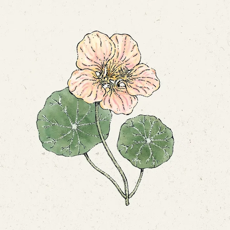 Blumensamen - Tropaeolum minus 'Tip Top Pink Blush' (Kapuzinerkresse)
