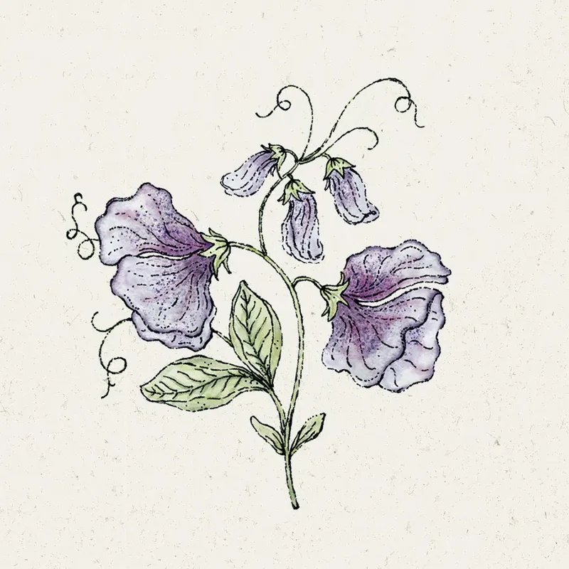 Blumensamen - Lathyrus odoratus 'Nimbus' (Duftwicke)