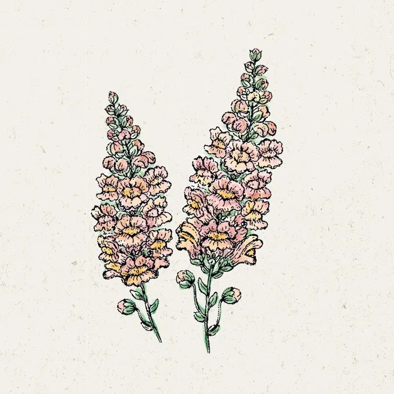 Blumensamen - Antirrhinum majus - "Costa Apricot" (Löwenmäulchen)