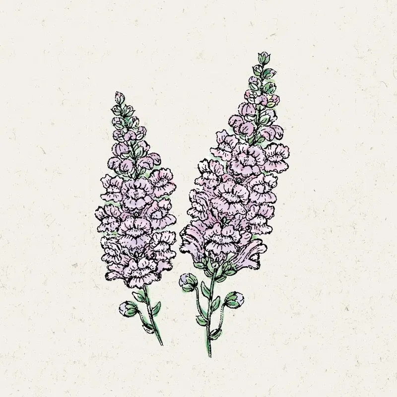 Blumensamen - Antirrhinum majus - "Summer Lavender" (Löwenmäulchen)