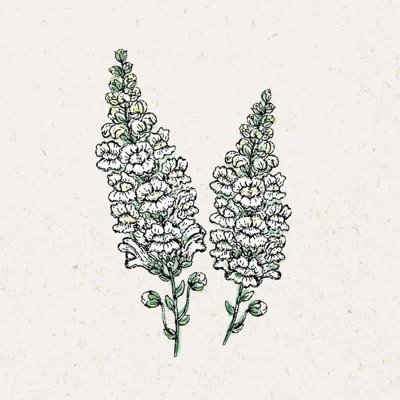 Blumensamen - Antirrhinum majus "Royal Bride" (Löwenmäulchen)