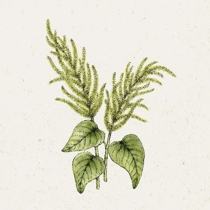 Blumensamen - Amaranthus caudatus "Green Cascade" (Fuchsschwanz)