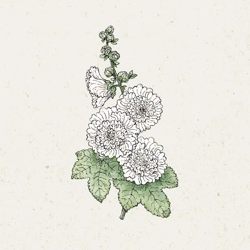 Blumensamen - Alcea rosea "Queeny White" (Stockrose)