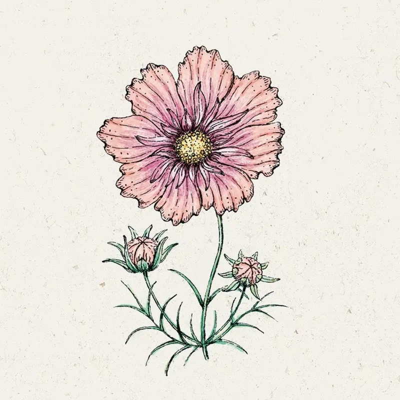 Blumensamen - Cosmos bipinnatus "Apricotta" (Kosmee)