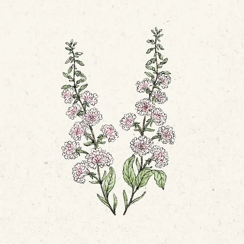 Blumensamen - Clarkia unguiculata "Appleblossom" (Mandelröschen)