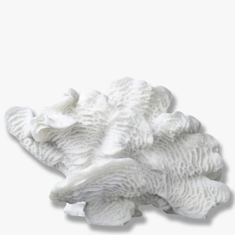Korallen Fächer - Coral Fan