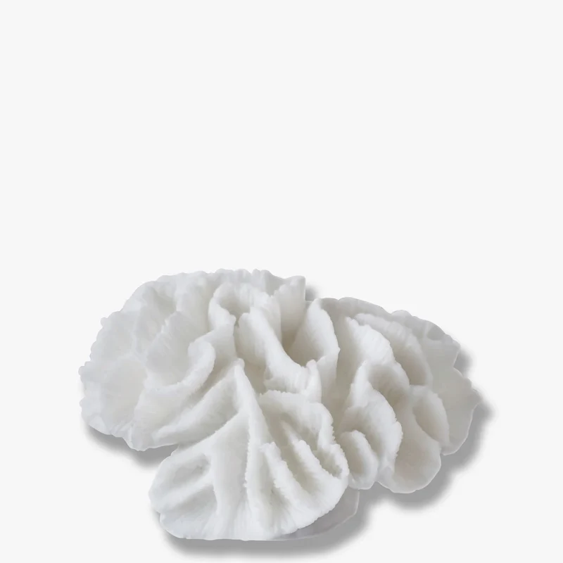 Korallen Kiemen - Coral Gills