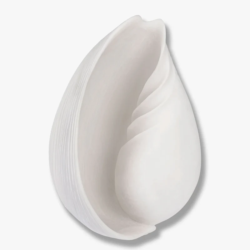 Conch Muschel groß