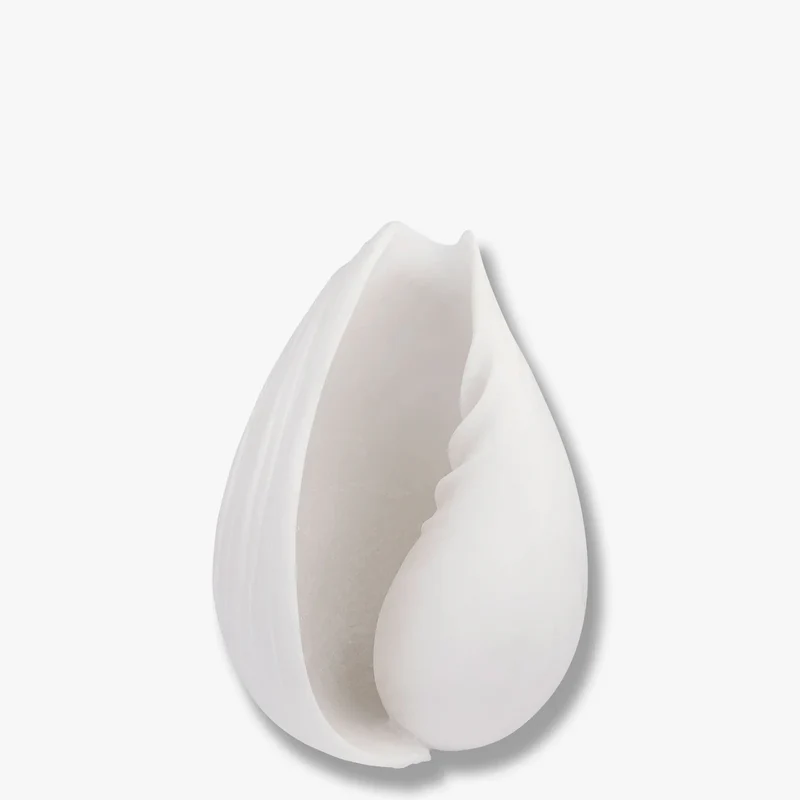 Conch Muschel klein