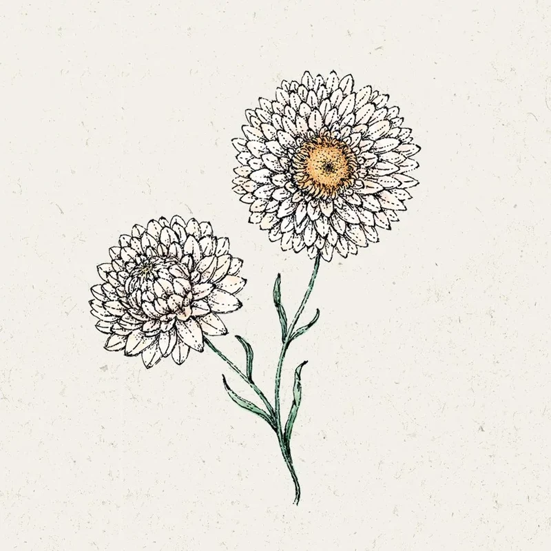Blumensamen - Helichrysum bracteatum 'White' (Strohblume)