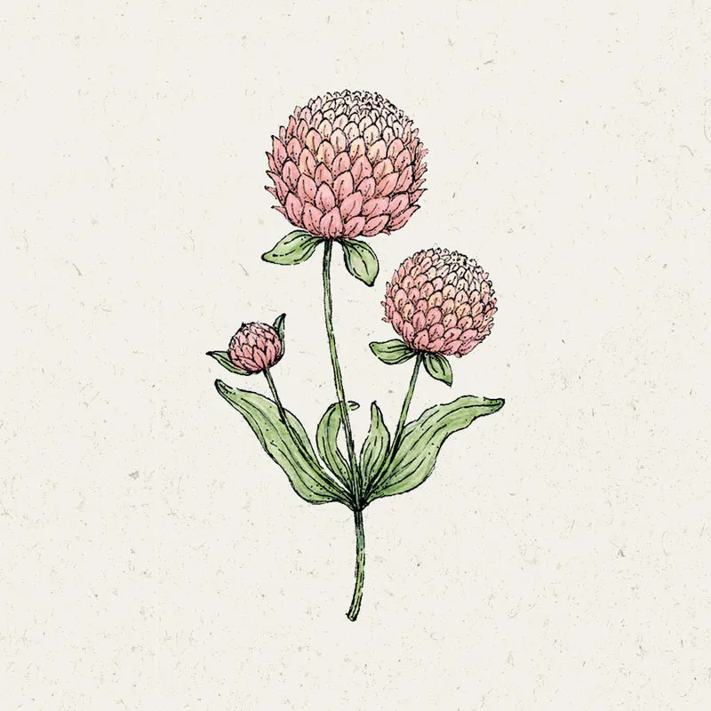 Blumensamen - Gomphrena globosa 'Salmon Pastel' (Kugelamarant)