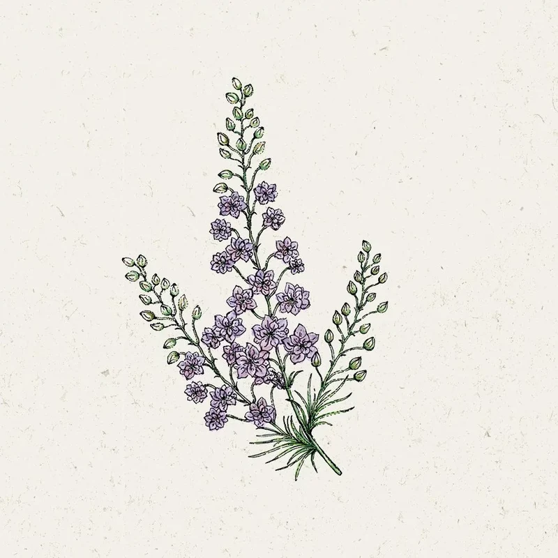 Blumensamen - Delphinium consolida - "Misty Lavender" (Rittersporn)