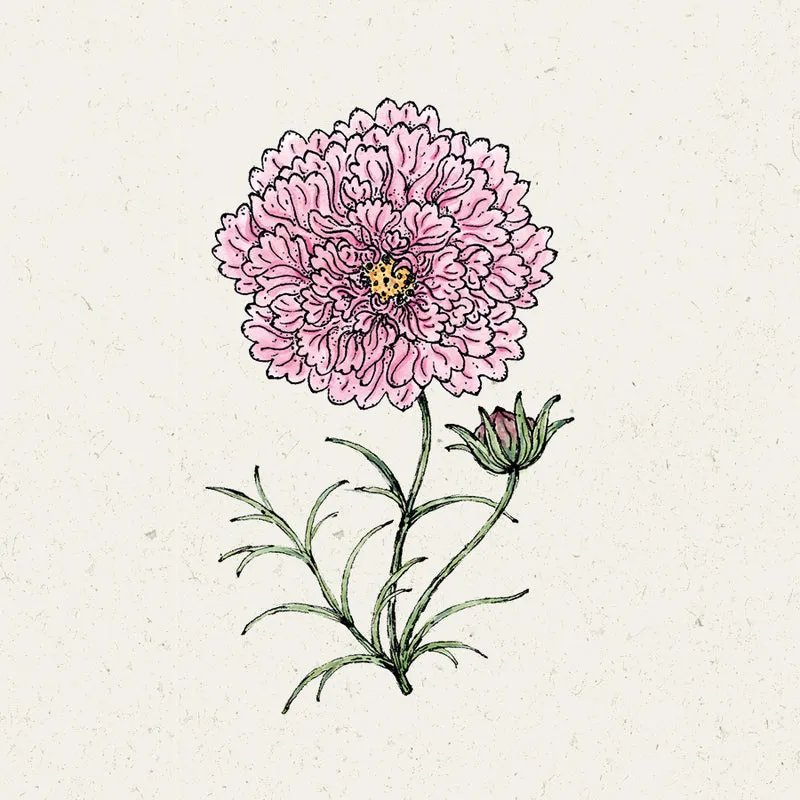 Blumensamen - Cosmos bipinnatus 'Double Click Rose Bonbon' (Kosmee)