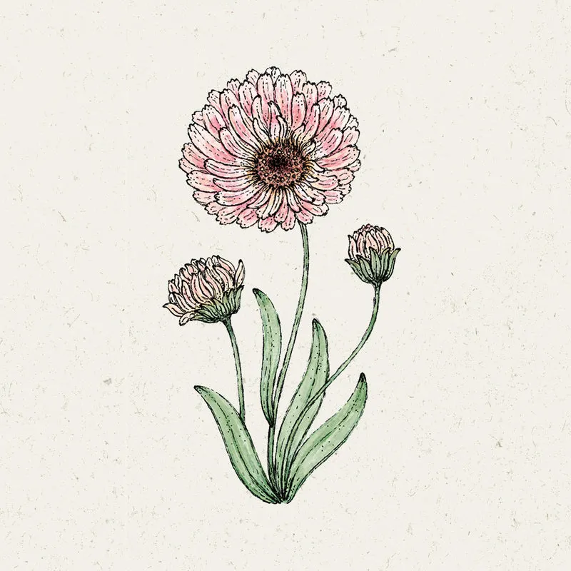 Blumensamen - Calendula 'Pink Surprise' Ringelblume