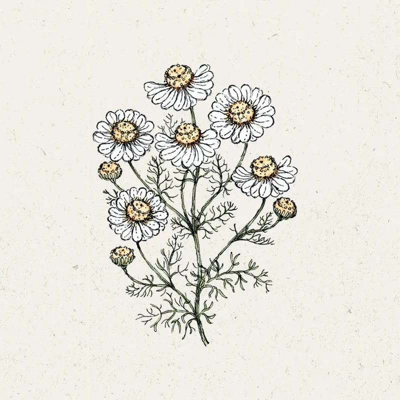 Blumensamen - Matricaria Chamomilla (Kamille)