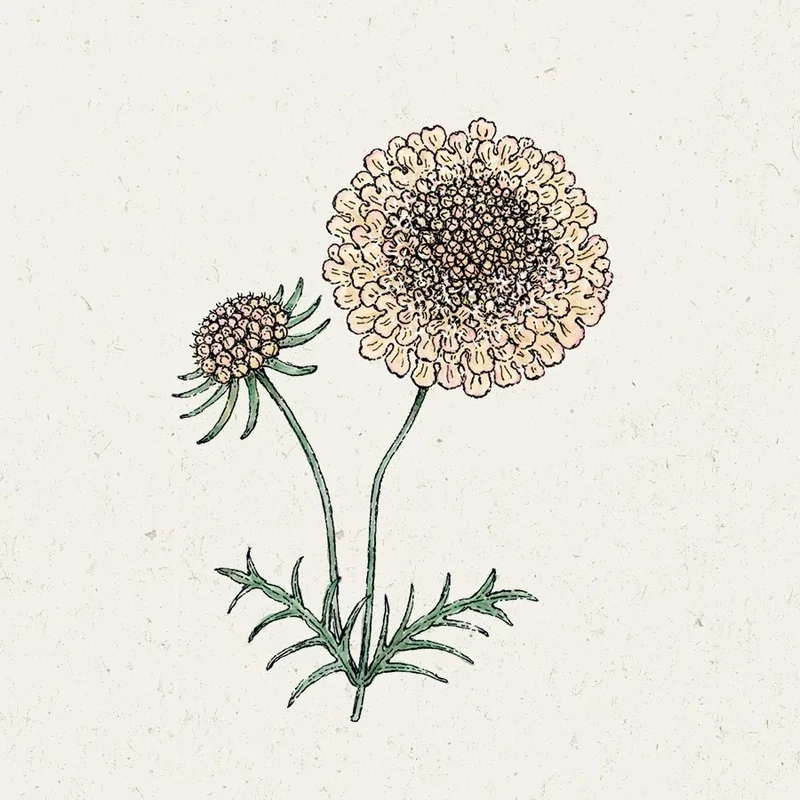 Blumensamen - Scabiosa Atropurpurea 'Fata Morgana' (Skabiose)