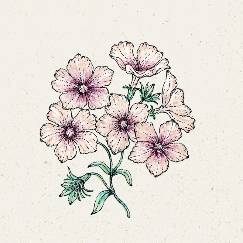 Blumensamen - Phlox Drummondii "Crème Brûlée" (Sommer-Phlox)
