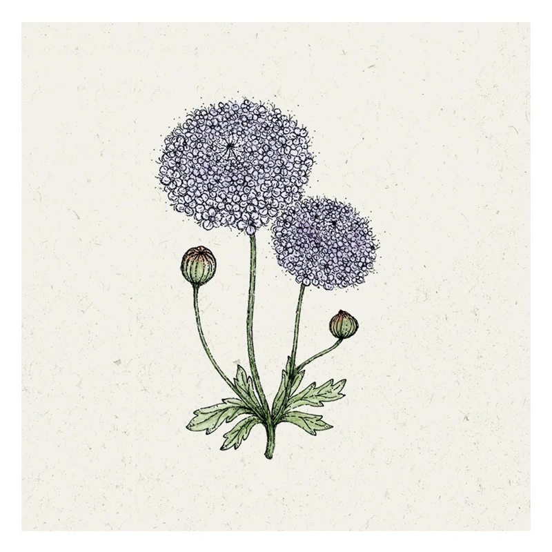 Blumensamen - Didiscus caeruleus "Lace Mixture" (Blaudolde)