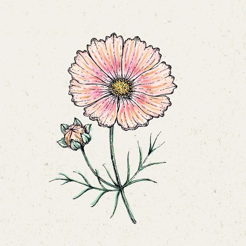 Blumensamen - Cosmos Bipinnatus "Apricot Lemonade" (Kosmee)