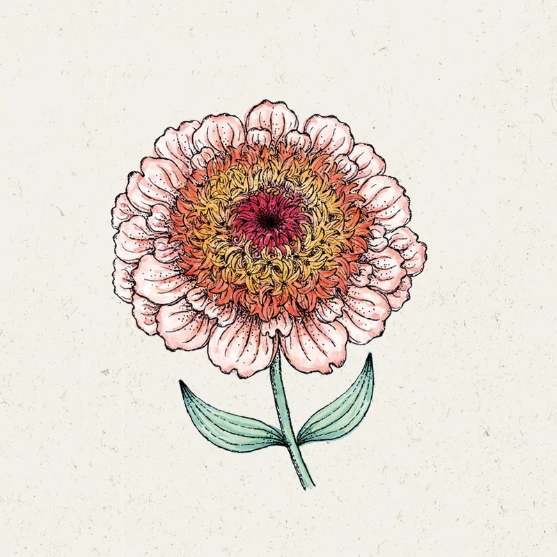 Blumensamen - Zinnia Elegans "Zinderella Peach" (Zinnie)