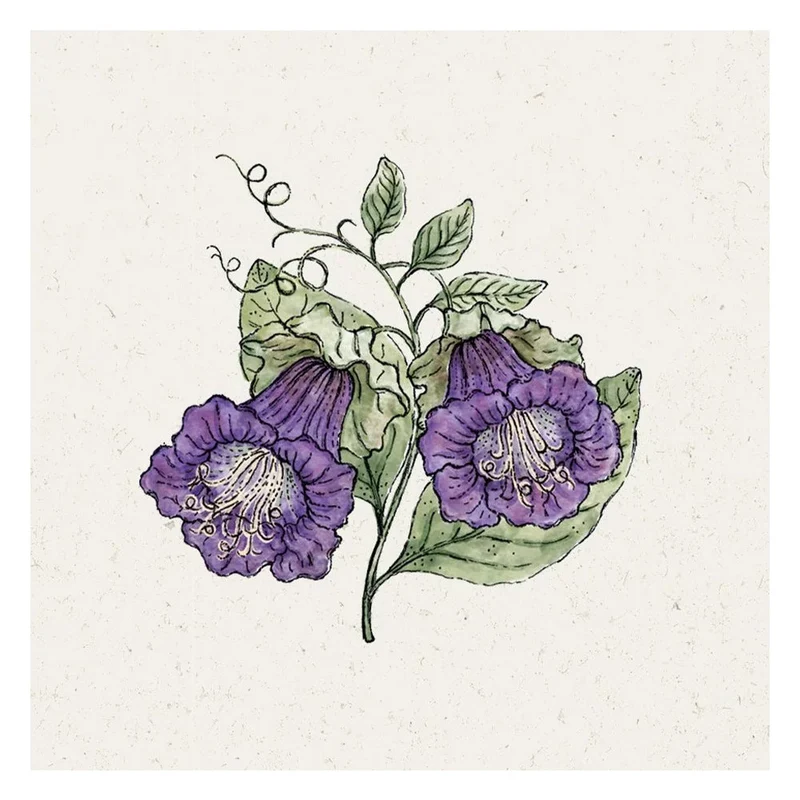 Blumensamen - Cobaea scandens "Violet" (Glockenrebe)