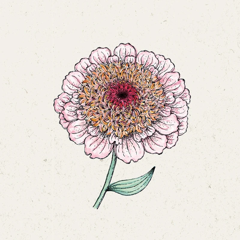 Blumensamen - Zinnia elegans "Zinderella Lilac" (Zinnie)