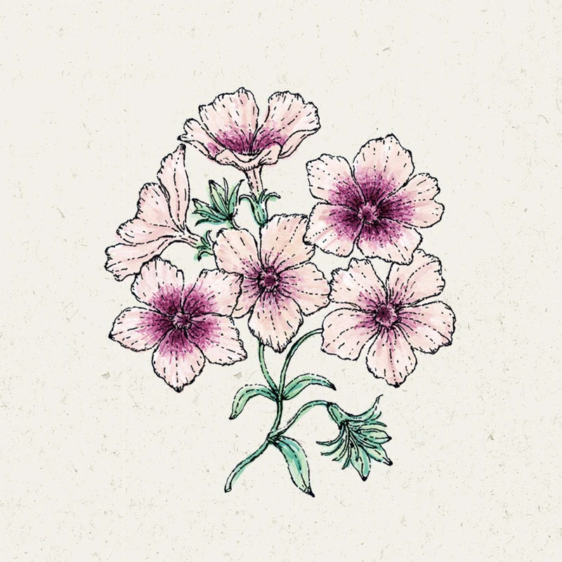 Blumensamen - Phlox drummondii "Cherry Caramel" (Sommer-Phlox)