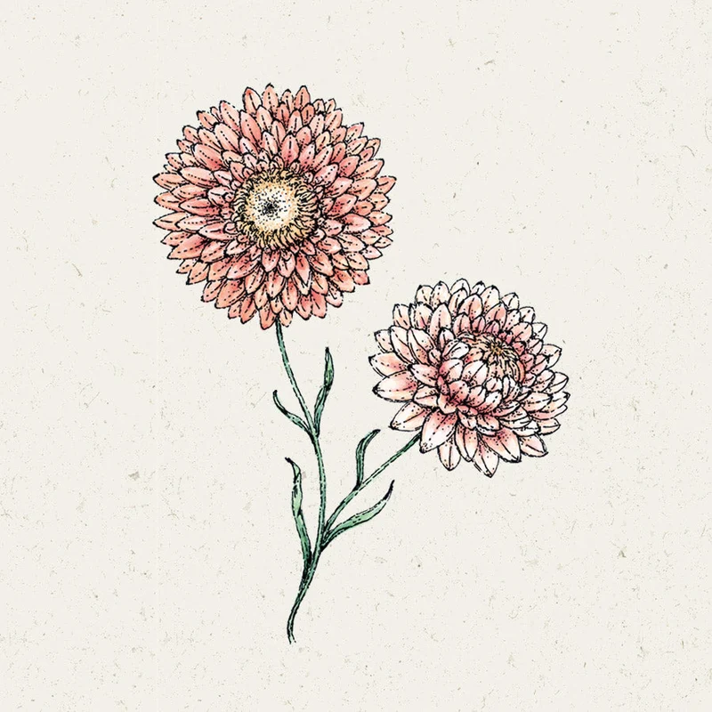 Blumensamen - Helichrysum bract. "Salmone Rose" (Strohblume)