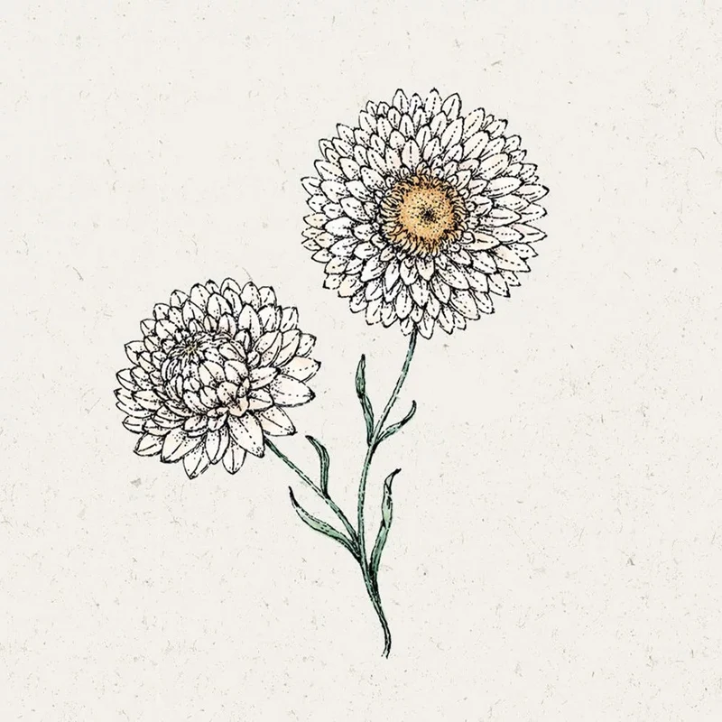 Blumensamen - Helichrysum bract. "White"