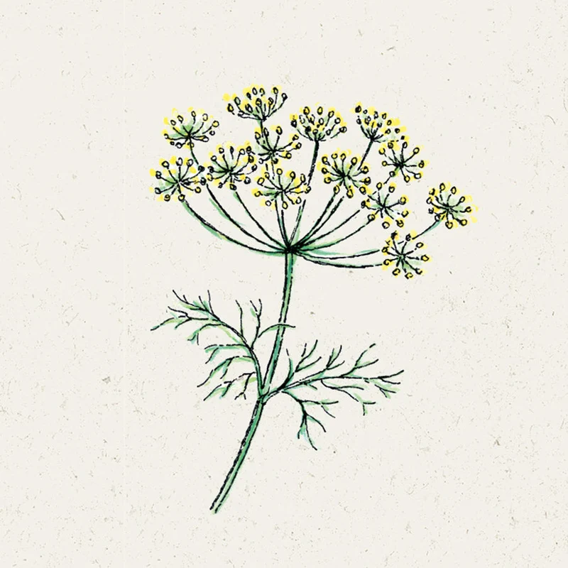Blumensamen - Anethum Graveolens (Dill)