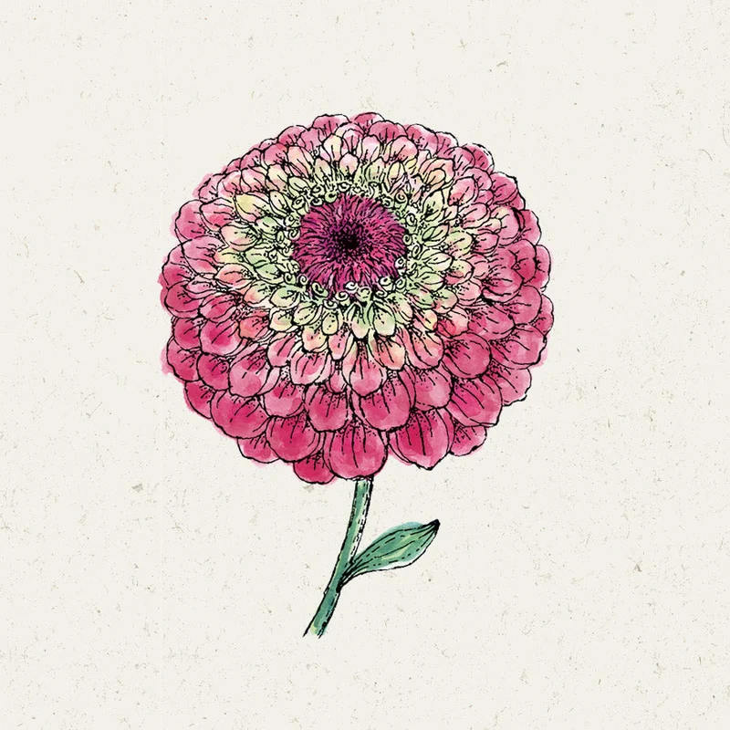 Blumensamen - Zinnia elegans "Queen Red Lime" (Zinnie)