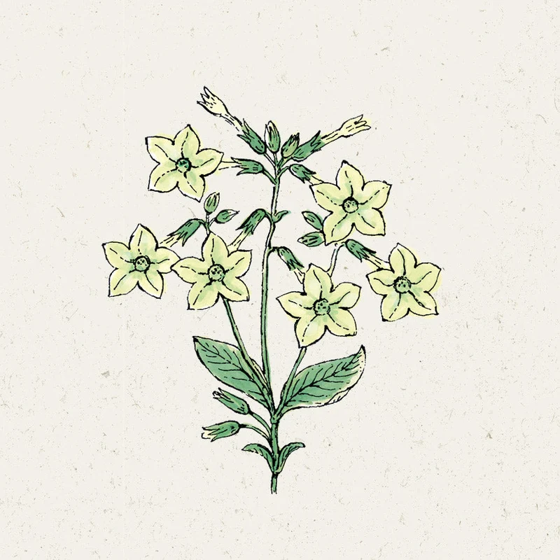 Blumensamen - Nicotiana alata "Lime Green" (Ziertabak)
