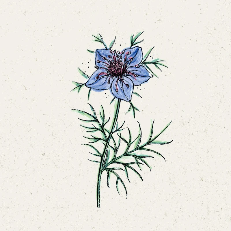 Blumensamen - Nigella Hispanica "Midnight" (Jungfer im Grünen)