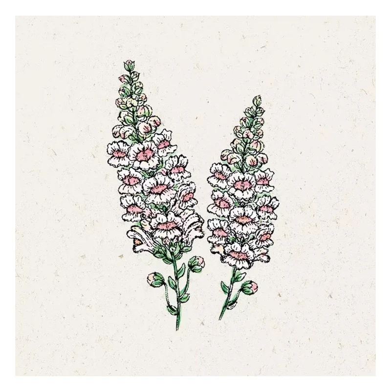 Blumensamen - Antirrhinum majus "Appleblossom" (Löwenmäulchen)
