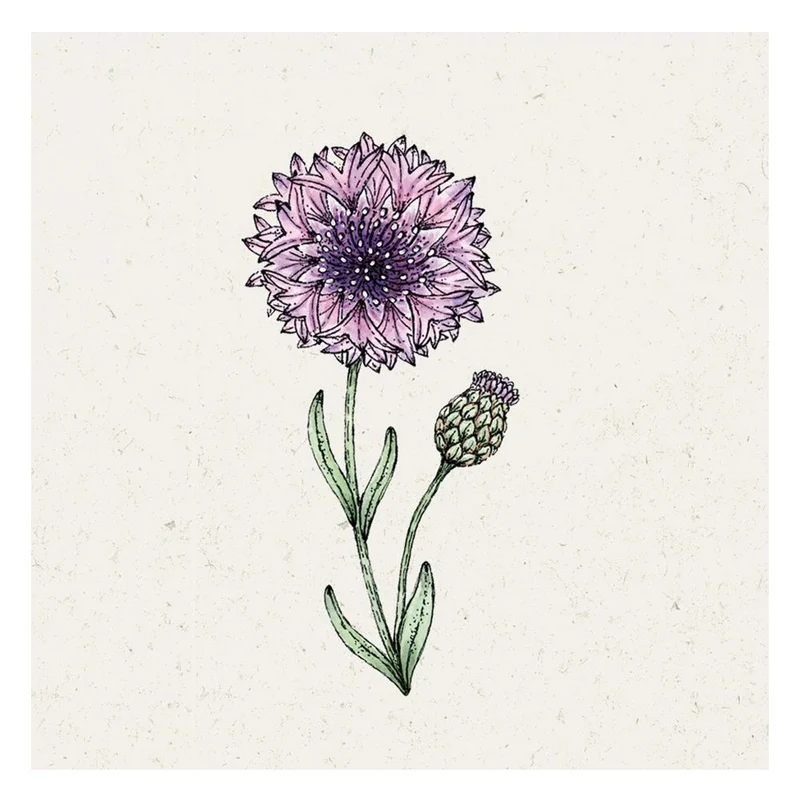 Blumensamen - Centaurea cyanus "Classic Magic" (Kornblume)