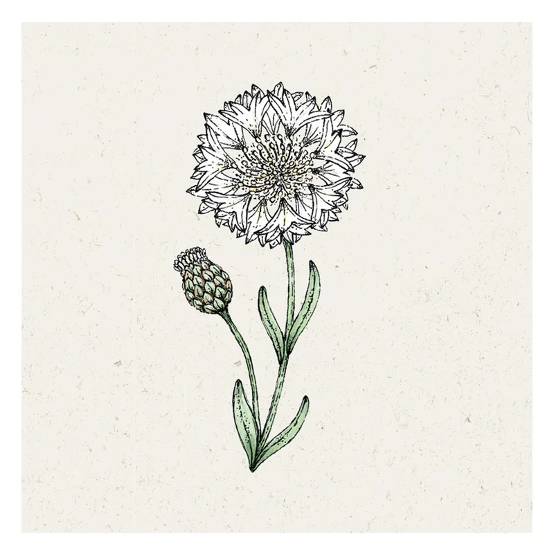 Blumensamen - Centaurea cyanus "White Ball" (Kornblume)