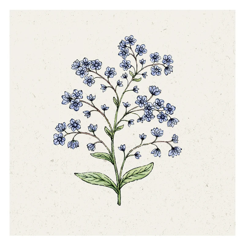 Blumensamen - Cynoglossum Amabile "Firmament" (Chinesisches Vergissmeinnicht)