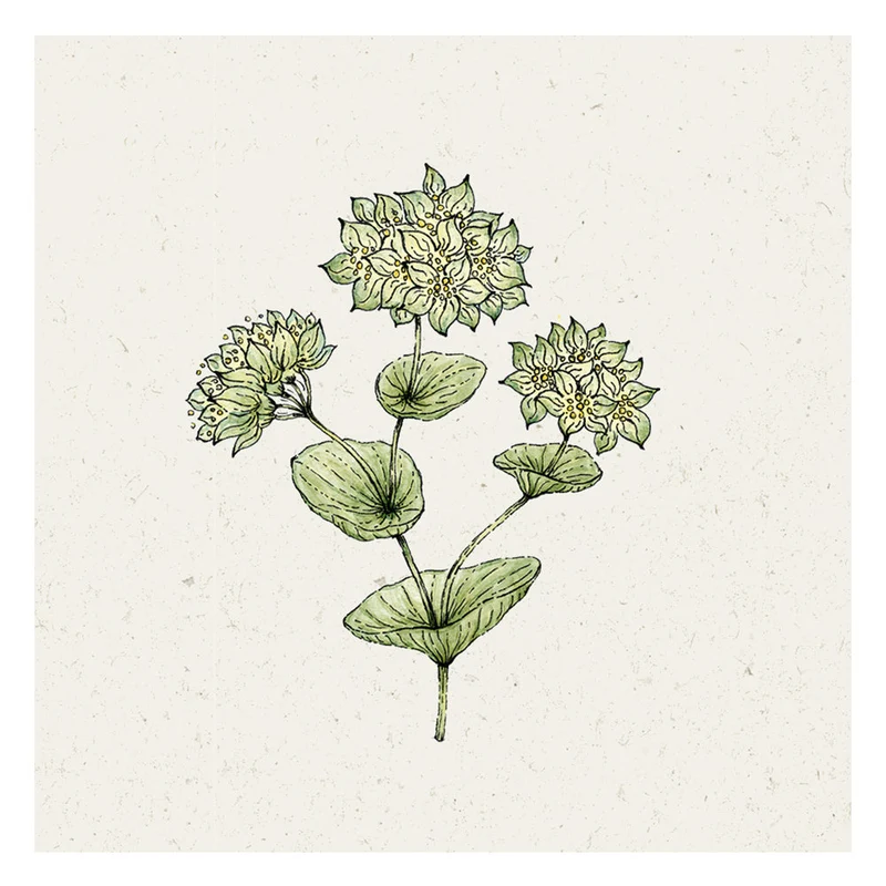 Blumensamen - Bupleurum rotundifolium "Griffithii" (Hasenohr)