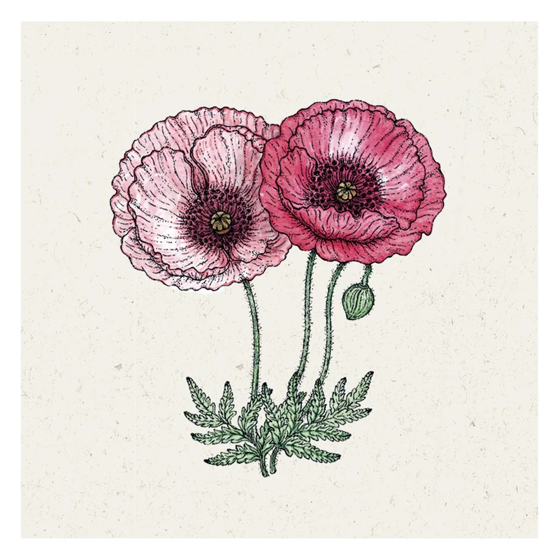 Blumensamen - Papaver rhoeas "Pandora" (Klatschmohn)