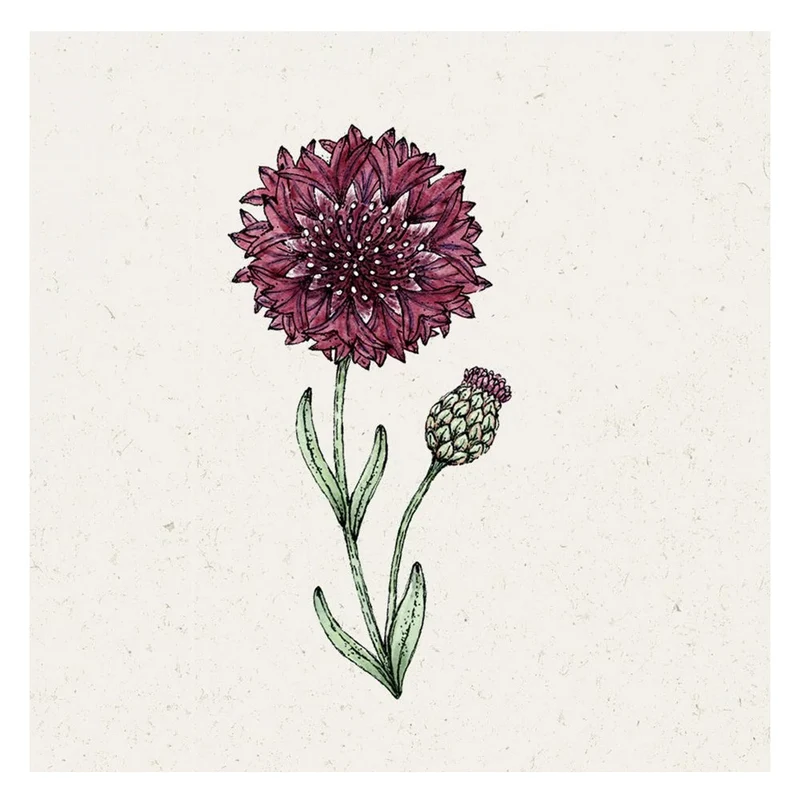 Blumensamen - Centaurea cyanus "Black Ball" (Kornblume)