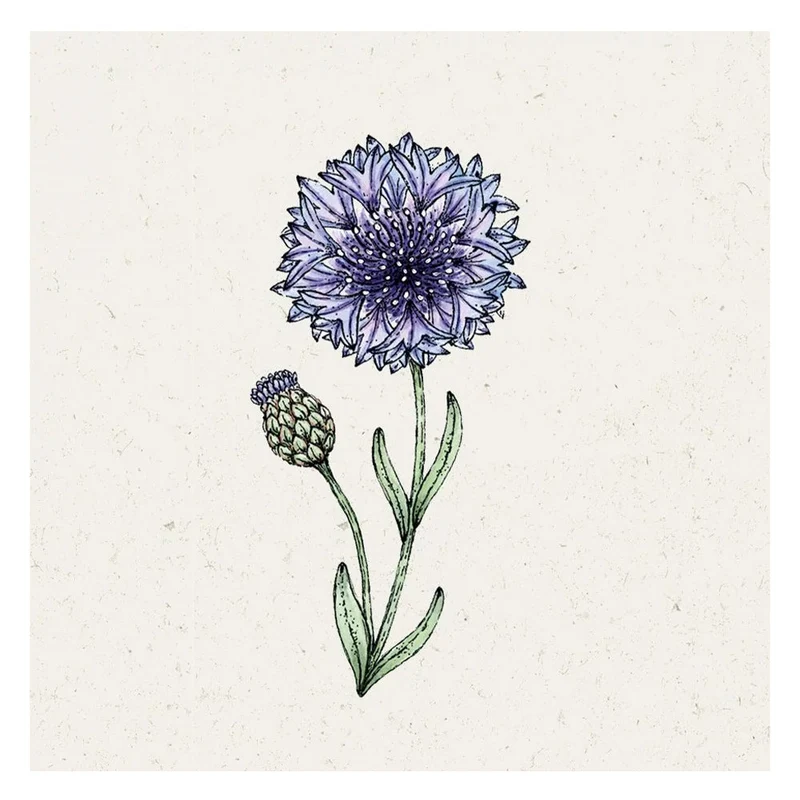 Blumensamen - Centaurea cyanus "Classic Fantastic" (Kornblume)