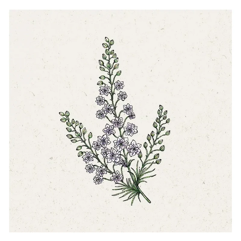Blumensamen - Delphinium consolida "Fancy Smokey Eyes" (Rittersporn)