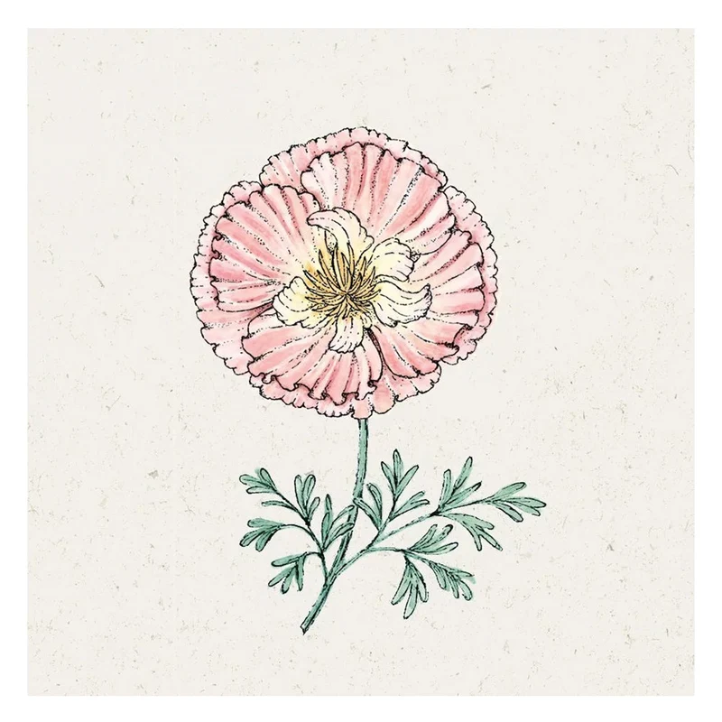 Blumensamen - Eschscholzia californica "Thai Silk Appleblossom"