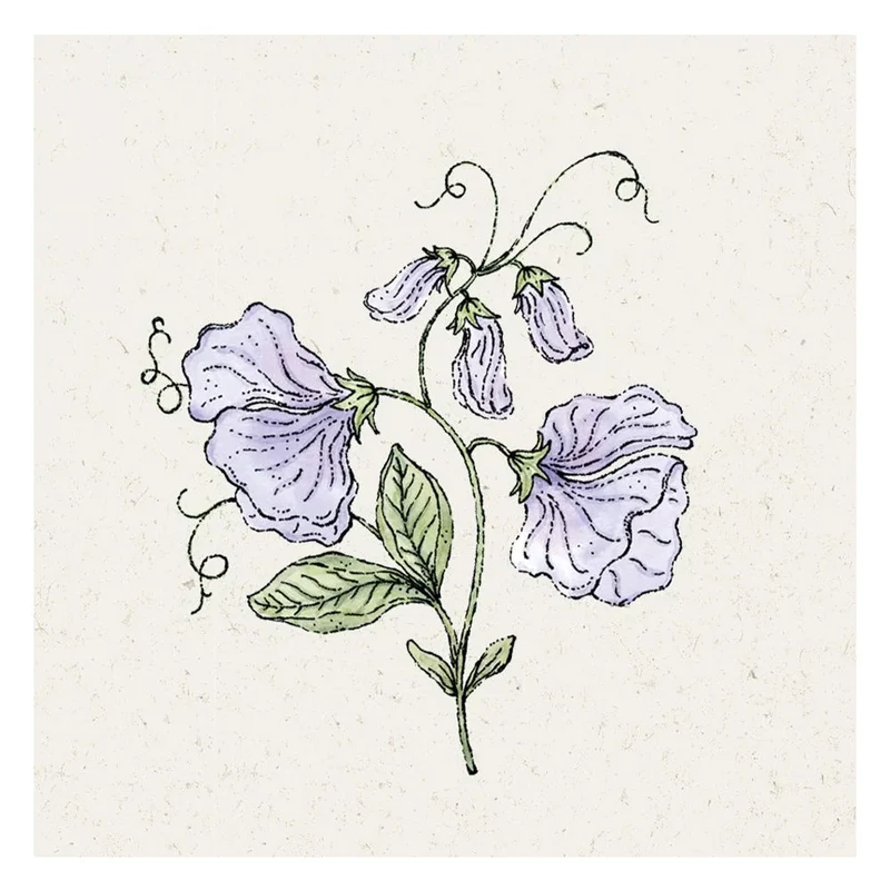 Blumensamen - Lathyrus odoratus "Spring Sunshine Light Blue" (Duftwicke)
