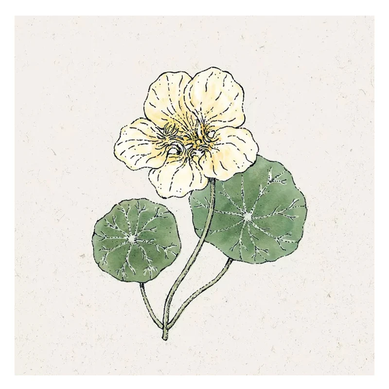 Blumensamen - Tropaeolum majus "Milkmaid" (Kapuzinerkresse)