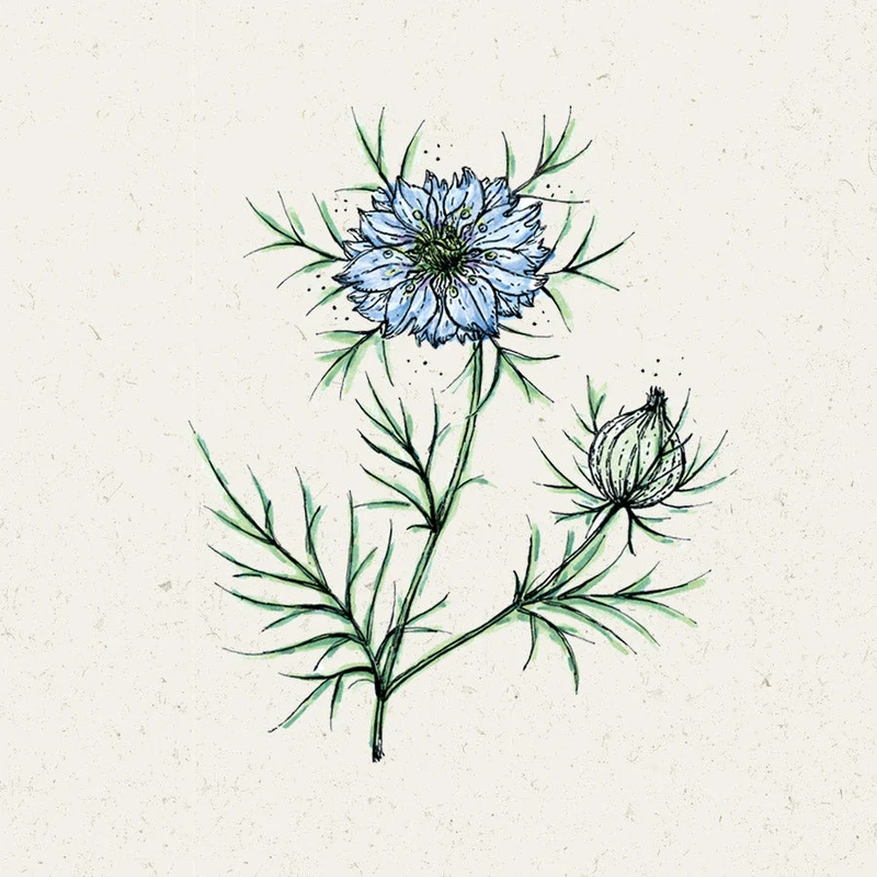 Blumensamen - Nigella Damascena "Miss Jekyll" (Jungfer im Grünen)