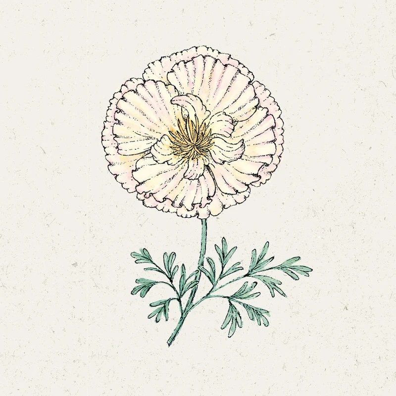 Blumensamen - Eschscholzia californica "Thai Silk Pink Champagne"