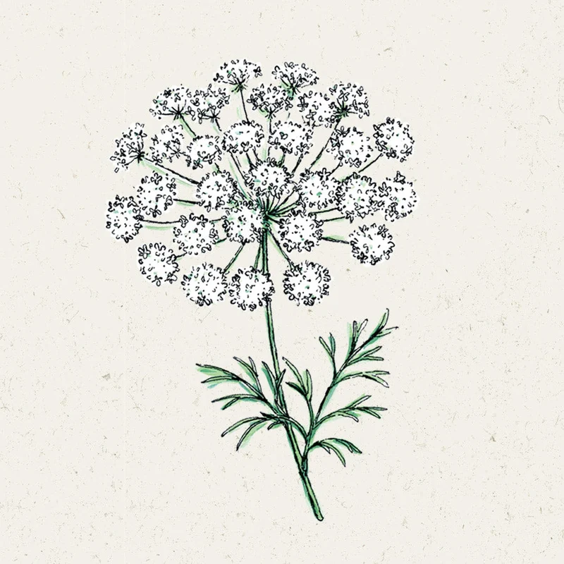 Blumensamen - "Ammi Majus" (Knorpelmöhre)
